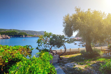 美丽的夏天全景海景。 在阳光明媚的阳光下，悬崖的景色进入了海湾，清澈的蔚蓝的水。 海边的一棵老橄榄树。 地中海在欧洲的某个地方。