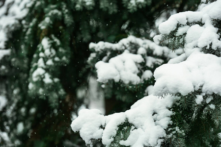 雪杉树户外特写