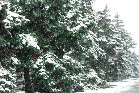 室外的雪杉树