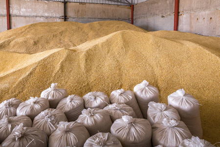 一堆堆麦粒和麻袋在磨坊仓库或谷物电梯。