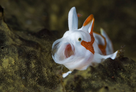令人难以置信的水下世界Warty青蛙触角。 水下宏观摄影。 印尼杜兰本巴厘岛。