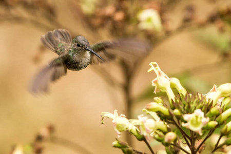 绿色和白色蜂鸟amaziliaviridicauda在秘鲁美丽的蜂鸟旁边盘旋，从大自然的花朵野生动物中吸吮花蜜