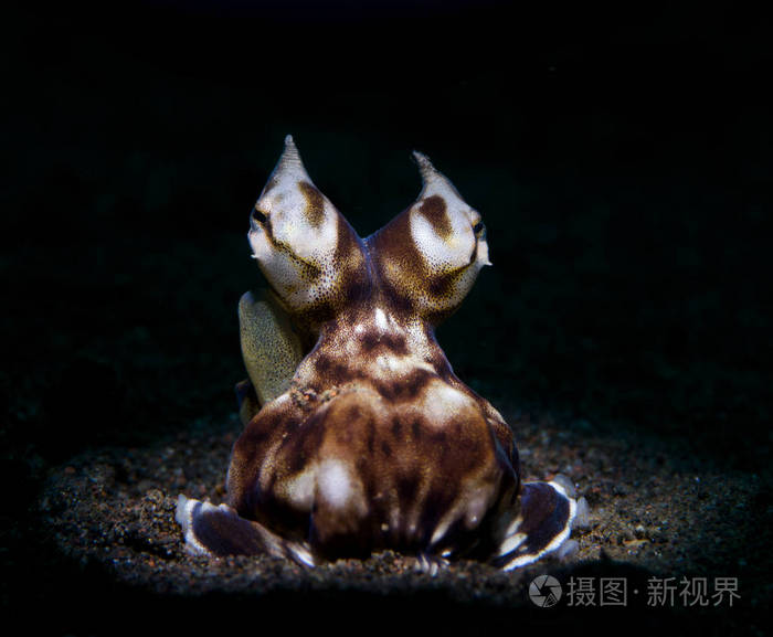 令人惊叹的水下世界模仿章鱼水下宏观摄影使用特殊的照明鼻子一个火炬