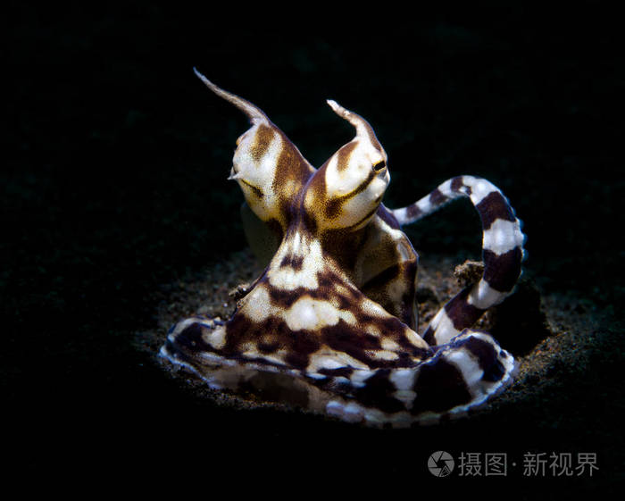 令人惊叹的水下世界模仿章鱼.