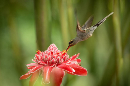 绿色隐士Phaethornis家伙在大红花鸟旁边盘旋飞行，加勒比热带森林特立尼达和多巴哥自然栖息地，美丽的蜂鸟吸吮花蜜绿色背