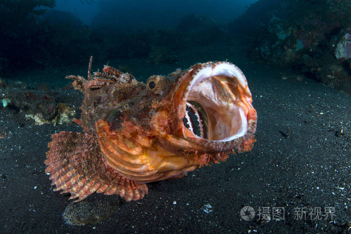 令人难以置信的海底世界蝎鱼蝎头蝎水下摄影巴厘岛图兰本印度尼西亚