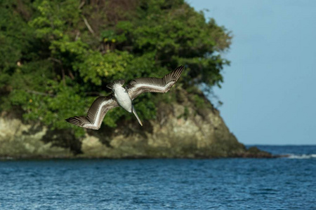 捕捞棕色，西方，张开翅膀飞向托巴戈岛。 野生动物场景，加勒比自然，异国冒险，海洋鸟，大喙