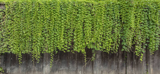 冠层性质天然绿色常春藤藤蔓植物墙从木材冠层.照片