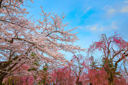 樱花盛开樱花樱花盛开在平崎公园的平崎城堡，是东北地区和日本最美丽的樱花点之一