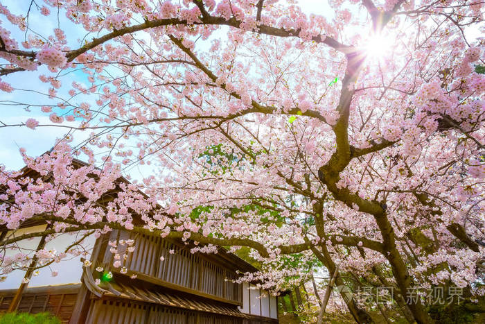 日本有名的樱花景点图片