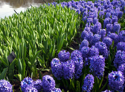 美丽多彩的春花在荷兰的基肯霍夫公园