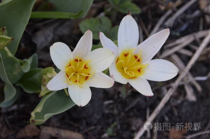 其花的长度约为67厘米由完全椭圆形的花瓣形成花瓣涂在粉红色的红色