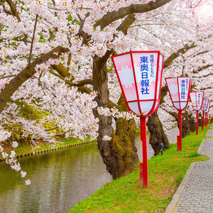 三仓樱花盛开在四崎公园，是东北地区和日本最美丽的三仓风景区之一