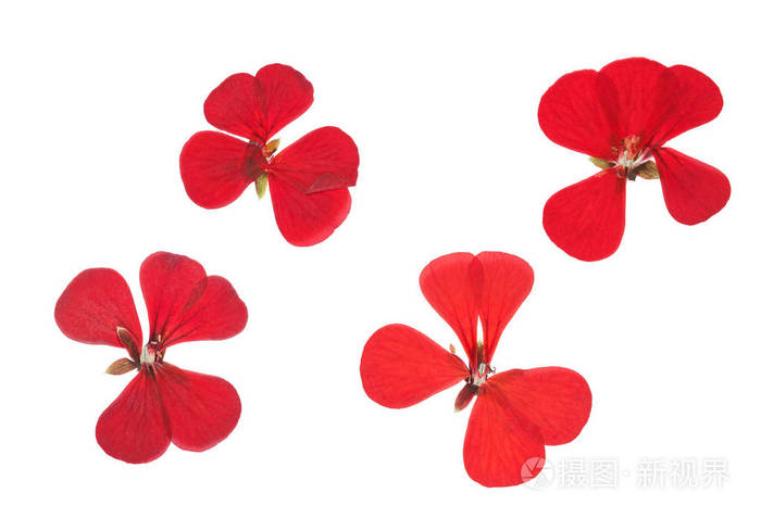 压榨和干燥的红色精致透明花天竺葵 Pelargonium 分离在白色背景上 用于剪贴簿花艺或标本室 照片 正版商用图片16l8g4 摄图新视界 压榨和干燥的红色精致透明花天竺葵 Pelargonium 分离在白色背景上 用于剪贴簿花艺或标本室 照片 正版商用图片16l8g4 摄图新视界
