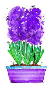 紫壶水彩泉插图中的风信子