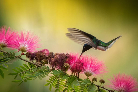 白颈雅各宾盘旋在粉红色含羞草花鸟旁边飞行加勒比热带森林和托巴戈自然习惯吸花蜜，黄色和绿色的背景