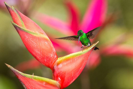 蜂鸟铜壳蜂鸟落在红花上。 绿色背景鸟，张开翅膀，在加勒比冒险