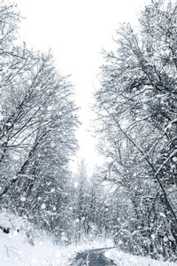 冬季森林雪路。 森林路冬季雪景。