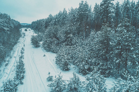 冬天白雪覆盖的松树林中的道路的俯视图