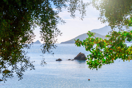 美丽的夏天全景海景。 看着清澈的蔚蓝的海水海湾。 前景中老橄榄树的枝条。 地中海在欧洲的某个地方。