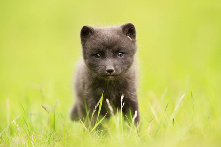 靠近冰岛草地上一只可爱的北极狐幼崽.照片