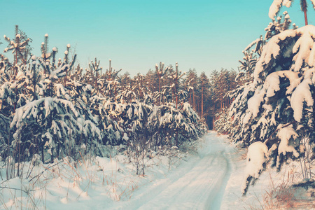 冬天松林里白雪覆盖的道路。 自然冬季背景。 冬天的自然。 圣诞节背景