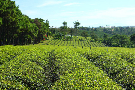 茶园种植园。 越南。