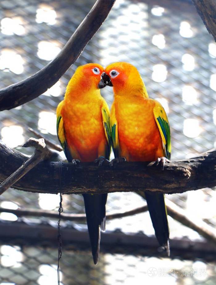 太阳鹦鹉在树枝上接吻在蚕桑中也被称为太阳锥