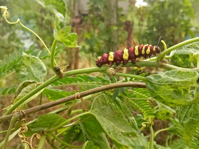 虫幼虫红黄褐彩动物在自然界图片