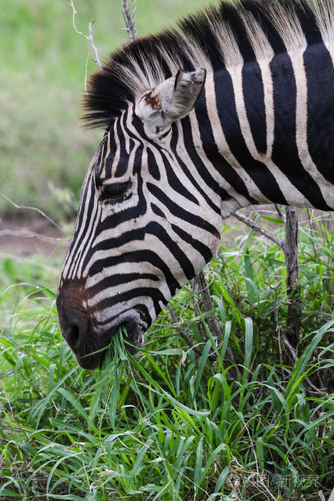 斑马,黑白条纹,吃草,克鲁格国家公园,南非照片-正版商用图片16le5t-摄