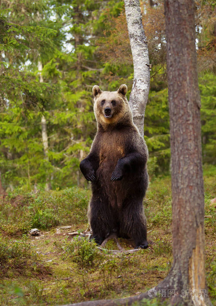 欧亚棕色熊站在芬兰森林的一个炎热的晴天在芬兰森林