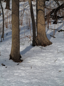 冬季树木和林底林地树木地面和复制空间。