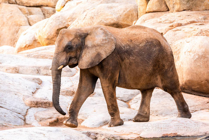 非洲热带稀树草原大象的巨大脚