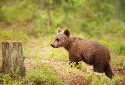 欧亚棕熊幼崽，在阳光明媚的下午站在北方森林里