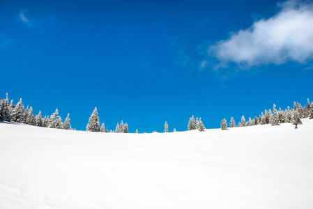 冬天的松树，雪与蓝天