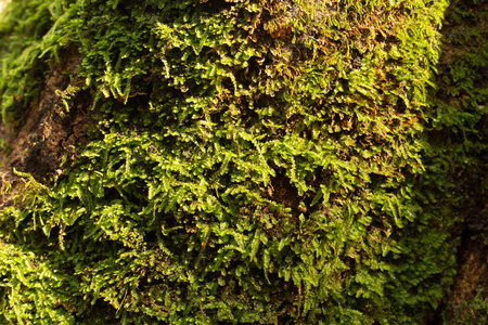 树上的绿色苔藓特写了图像。