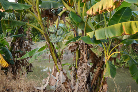 香蕉树种植园香蕉园香蕉种植园,香蕉树的叶子照片