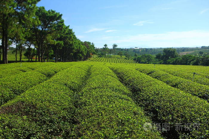 茶园种植园。 越南。