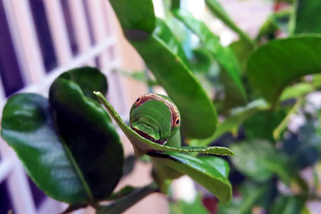 bellus装饰礼品盒与红色蝴蝶结和长丝带礼品盒与丝带和蝴蝶结的生日庆