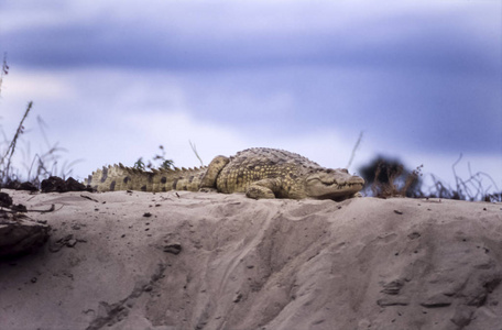 尼罗河鳄鱼crocodlusniloticusseleticusseleticus游戏保护区摩洛哥坦桑尼亚非洲