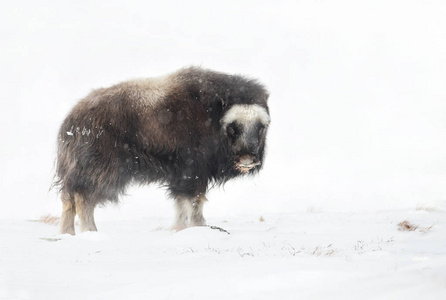 在挪威降雪的冬天，关闭幼年麝牛。