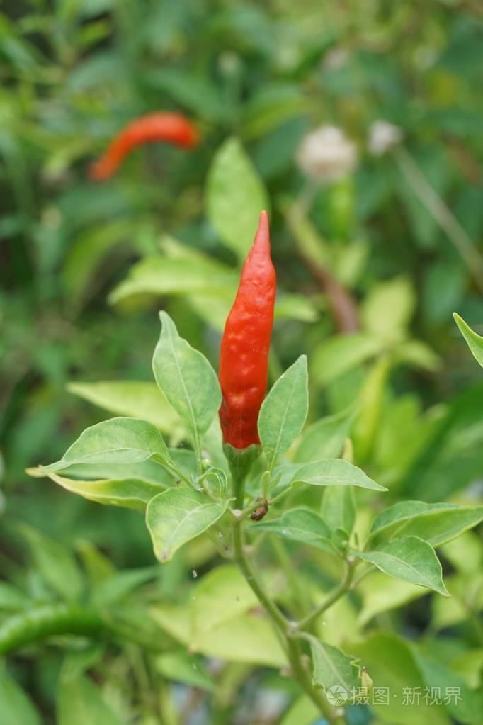 菜园里的新鲜辣椒树