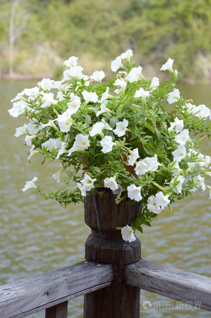 白色矮牵牛花木栅栏