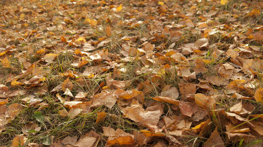 草地上的树的秋叶