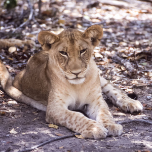 狮子潘提拉狮子座，Selous游戏保护区，莫罗戈罗，坦桑尼亚，非洲