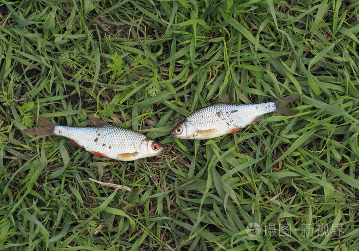草上的鲤鱼一种从侧面来的鱼河鱼