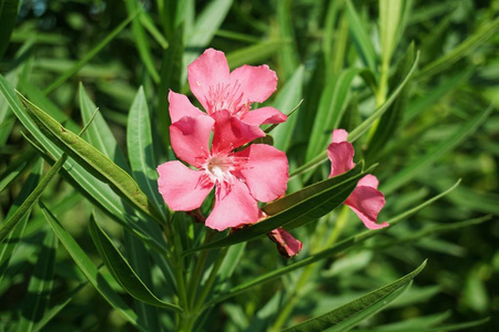 粉红色竹桃花