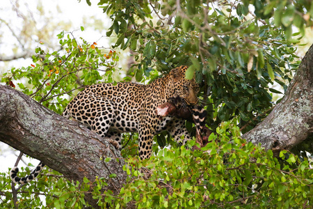 南非克鲁格国家公园，在树上吃斑马腿的豹