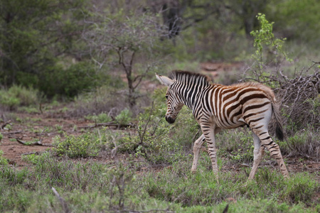 南非克鲁格国家公园，黑白条纹斑马