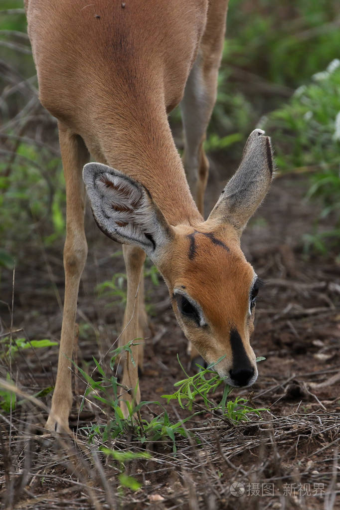 在克鲁格国家公园寻找食物的小羚羊